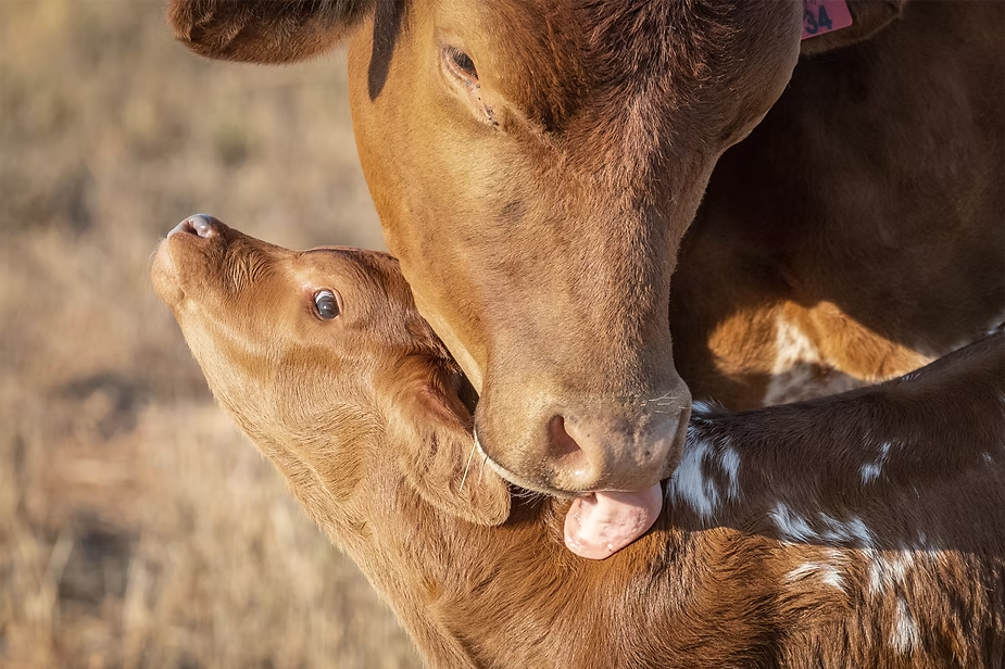 De intention-behavior gap: waarom we van dieren houden, maar ze toch eten