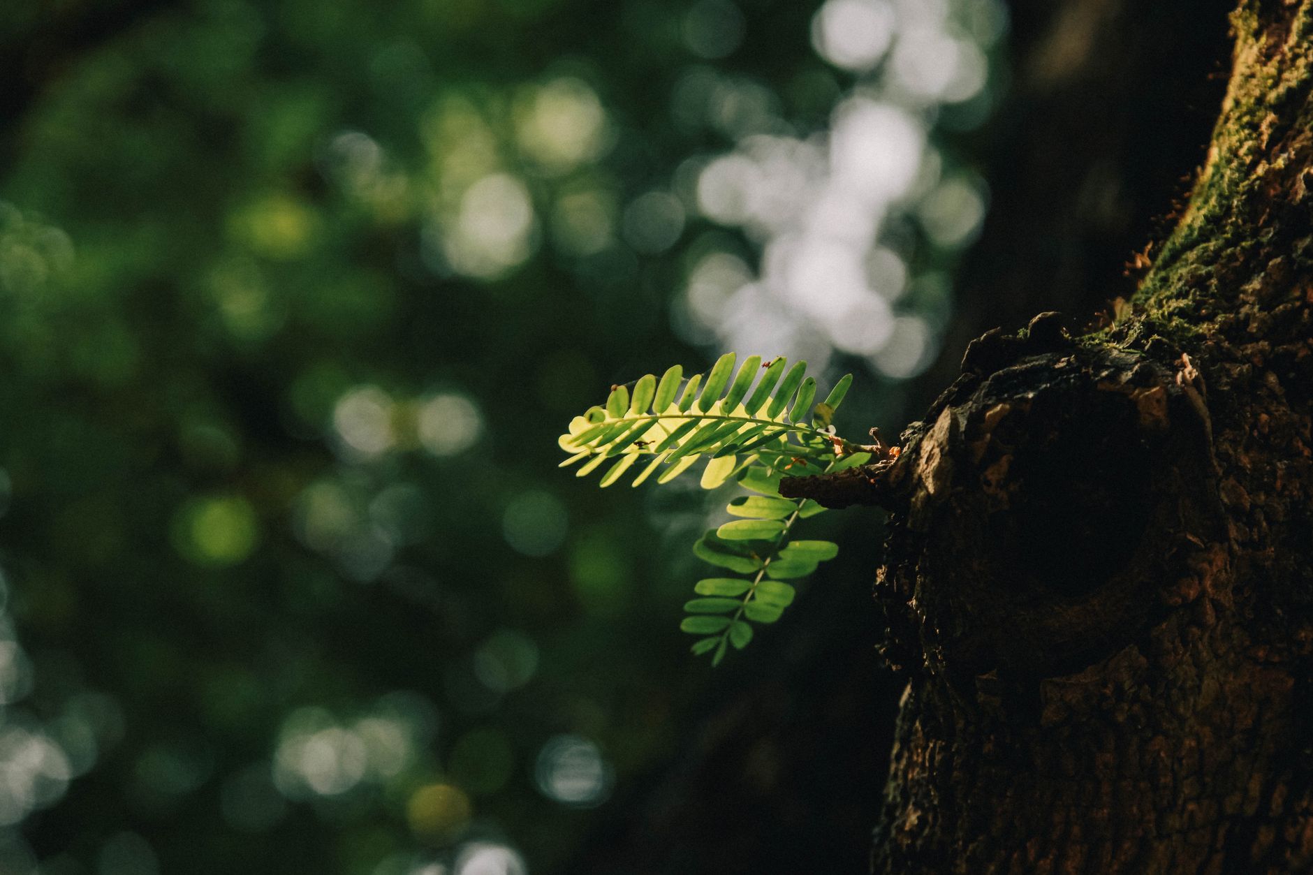 Wat is ecopsychologie? De vergeten verbinding tussen mens en natuur